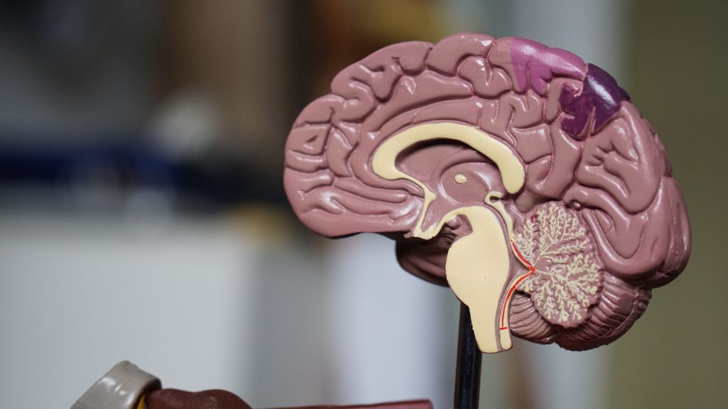 factoren oorzaak alzheimer in hersenen